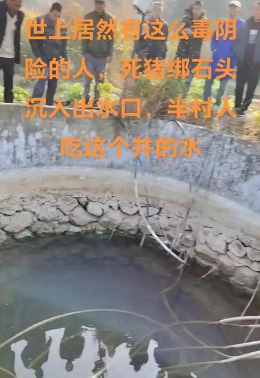 石头的死猪该井供给了一半村民的饮用水pg